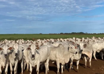 Mudança no calendário da declaração pecuária reforça gestão e atenção do produtor rural no Tocantins