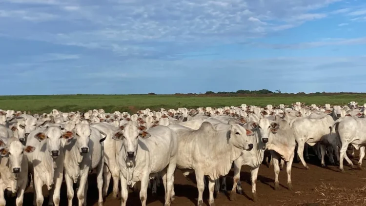 Mudança no calendário da declaração pecuária reforça gestão e atenção do produtor rural no Tocantins