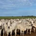 Mudança no calendário da declaração pecuária reforça gestão e atenção do produtor rural no Tocantins
