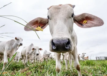 Rastreabilidade bovina avança no Brasil e deve transformar a pecuária nos próximos anos