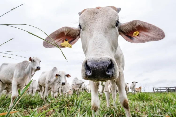 Rastreabilidade bovina avança no Brasil e deve transformar a pecuária nos próximos anos