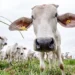 Rastreabilidade bovina avança no Brasil e deve transformar a pecuária nos próximos anos