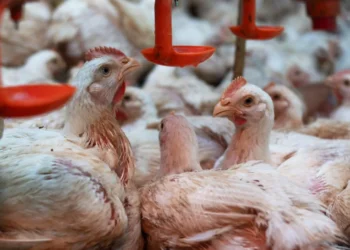Tocantins conclui estudo que comprova ausência de Influenza Aviária e Doença de Newcastle em aves