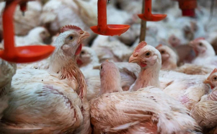 Tocantins conclui estudo que comprova ausência de Influenza Aviária e Doença de Newcastle em aves