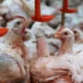 Tocantins conclui estudo que comprova ausência de Influenza Aviária e Doença de Newcastle em aves
