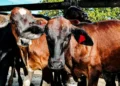 Produtores tocantinenses têm até 30 de junho para vacinar bezerras contra a brucelose