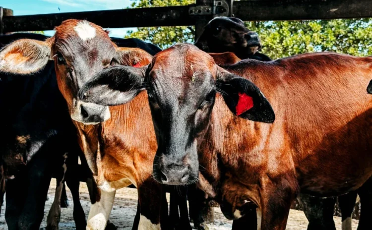 Produtores tocantinenses têm até 30 de junho para vacinar bezerras contra a brucelose