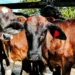 Produtores tocantinenses têm até 30 de junho para vacinar bezerras contra a brucelose