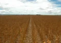 Produção agrícola do Tocantins cresce e coloca estado entre os destaques nacionais