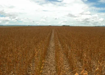 Produção agrícola do Tocantins cresce e coloca estado entre os destaques nacionais
