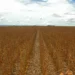 Produção agrícola do Tocantins cresce e coloca estado entre os destaques nacionais