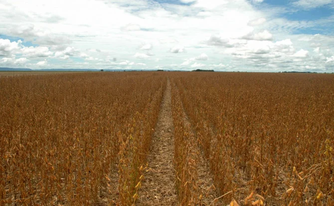 Produção agrícola do Tocantins cresce e coloca estado entre os destaques nacionais