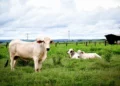 Produtores têm até 30 de junho para declarar informações pecuárias no Tocantins