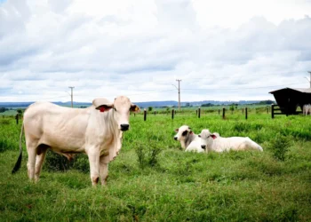 Produtores têm até 30 de junho para declarar informações pecuárias no Tocantins