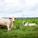 Produtores têm até 30 de junho para declarar informações pecuárias no Tocantins