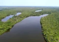 Novo programa transforma multas ambientais em investimentos para o meio ambiente no Tocantins