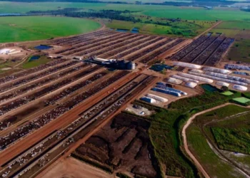 Rota da Pecuária leva produtores a conhecer tecnologias de ponta em confinamento bovino