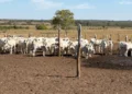 Pecuária de cria entra em foco em nova etapa da Rota da Pecuária no Tocantins