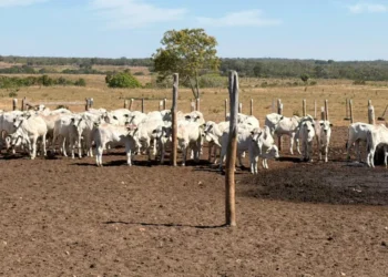 Pecuária de cria entra em foco em nova etapa da Rota da Pecuária no Tocantins