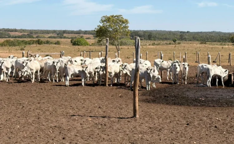 Pecuária de cria entra em foco em nova etapa da Rota da Pecuária no Tocantins
