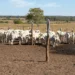 Pecuária de cria entra em foco em nova etapa da Rota da Pecuária no Tocantins