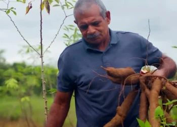 Projeto amplia produção de farinha em cinco vezes e fortalece agricultura familiar no Tocantins