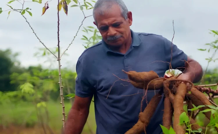 Projeto amplia produção de farinha em cinco vezes e fortalece agricultura familiar no Tocantins