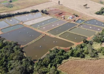 Produção de peixes em viveiros escavados cresce e amplia oportunidades para famílias rurais