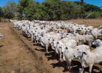 Associada da Novilho Precoce Tocantins recebe etapa da Rota da Pecuária 2026 em propriedade referência em tecnologia e inovação