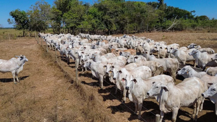Associada da Novilho Precoce Tocantins recebe etapa da Rota da Pecuária 2026 em propriedade referência em tecnologia e inovação