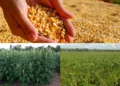 Tocantins consolida diversificação agrícola com avanço das culturas de segunda safra