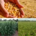 Tocantins consolida diversificação agrícola com avanço das culturas de segunda safra