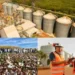Frísia celebra 10 anos no Tocantins com trajetória marcada por crescimento e cooperação