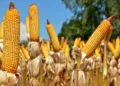Muito além dos números: o que representa a produção de soja e milho no Tocantins