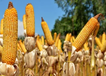 Muito além dos números: o que representa a produção de soja e milho no Tocantins