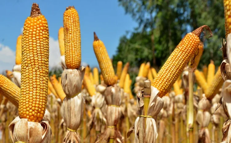 Muito além dos números: o que representa a produção de soja e milho no Tocantins