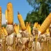 Muito além dos números: o que representa a produção de soja e milho no Tocantins