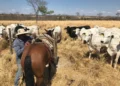 Planejamento da seca começa um ano antes e é decisivo para a produtividade da pecuária