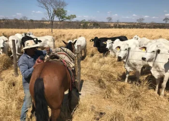 Planejamento da seca começa um ano antes e é decisivo para a produtividade da pecuária