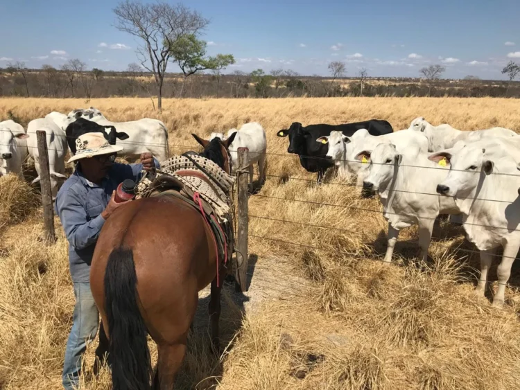 Planejamento da seca começa um ano antes e é decisivo para a produtividade da pecuária
