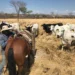 Planejamento da seca começa um ano antes e é decisivo para a produtividade da pecuária
