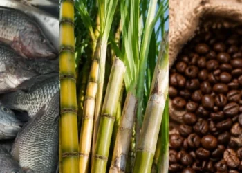 Novo tarifaço dos EUA preocupa agronegócio e acende alerta para perdas nas exportações