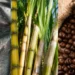 Novo tarifaço dos EUA preocupa agronegócio e acende alerta para perdas nas exportações