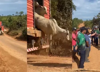 PF instaura investigação após incidentes em operação contra pecuária ilegal na Terra do Meio