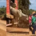 PF instaura investigação após incidentes em operação contra pecuária ilegal na Terra do Meio