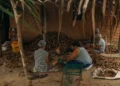 Reconhecimento cultural celebra legado das quebradeiras de coco babaçu no Tocantins