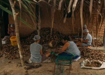 Reconhecimento cultural celebra legado das quebradeiras de coco babaçu no Tocantins