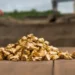 Projeto de ouro de R$ 1,4 bilhão no Tocantins abre oportunidades para fornecedores