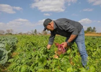PGPAF libera bônus para produtos do Pronaf no período de 10 de julho a 9 de agosto