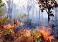 Ibama notifica propriedades do Tocantins e do MATOPIBA para adoção de medidas contra incêndios florestais